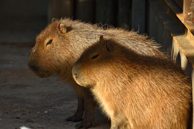 Un primer plano de las capíbaras en el zoológico