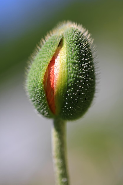 Foto primer plano del capullo de la flor