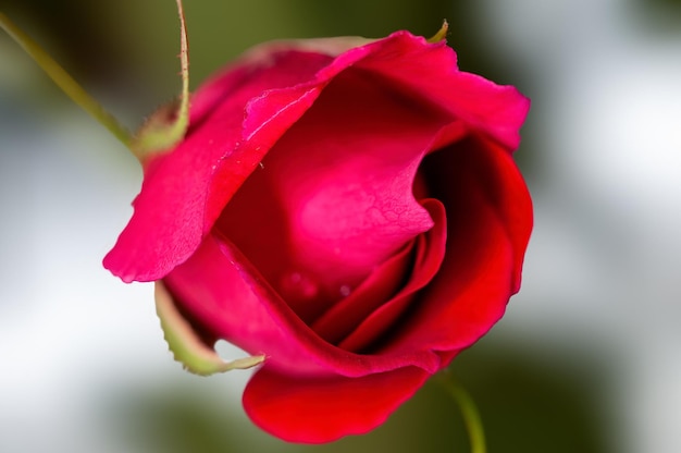 Primer plano de un capullo de rosa roja