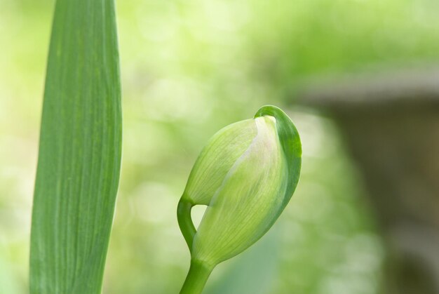 Primer plano de capullo de tulipán contra un fondo verde bokeh