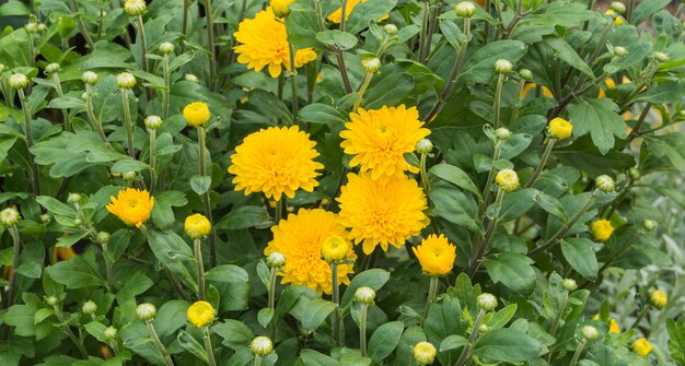Primer plano de capullos de crisantemo amarillo, arbusto de crisantemo al aire libre.