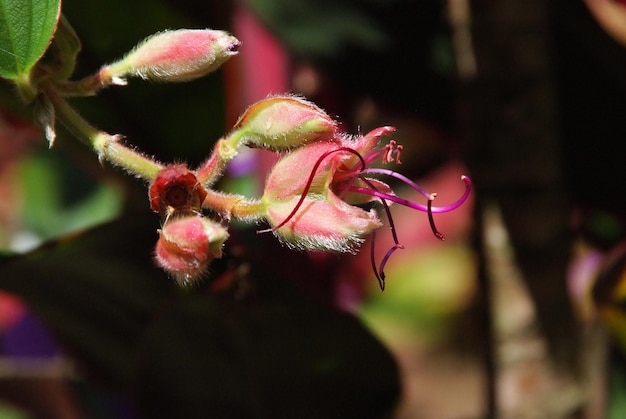 Primer plano de los capullos de flores que crecen al aire libre