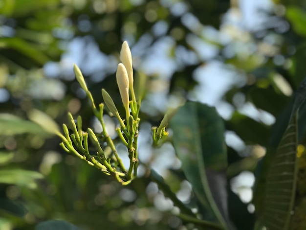 Foto primer plano de los capullos de flores que crecen al aire libre