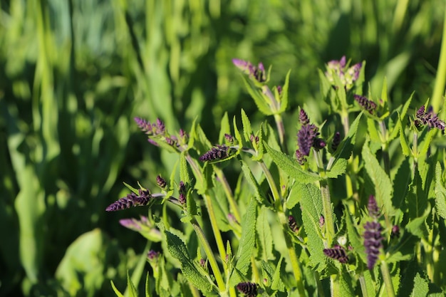 Foto primer plano de capullos de lavanda de hoja estrecha con enfoque selectivo en el jardín botánico