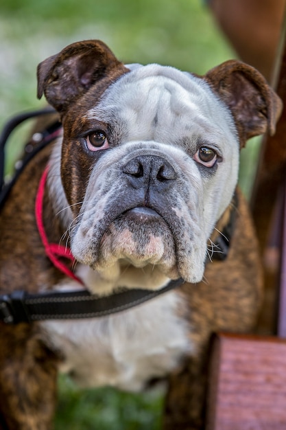 Primer plano de la cara de bulldog inglés