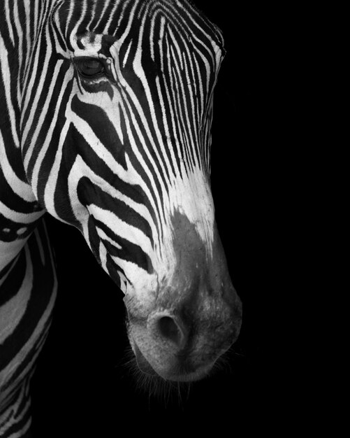 Foto primer plano de la cara de la cebra en mono