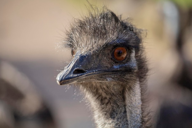Un primer plano de la cara de un emú