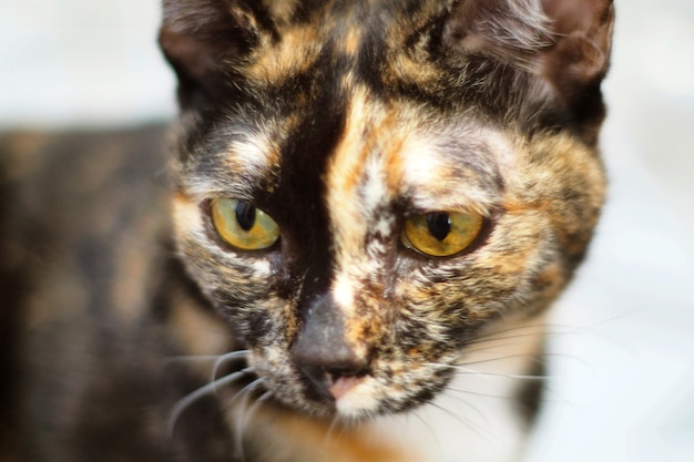 Primer plano de la cara de un gato atigrado. hocico mitad negro mitad rojo,