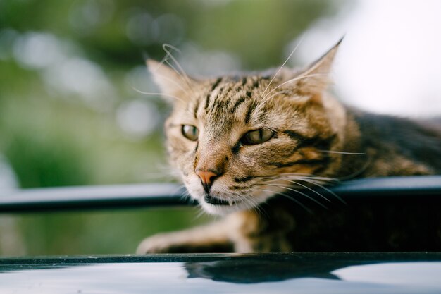 Primer plano de la cara de un gato gris descansando sobre una superficie metálica.