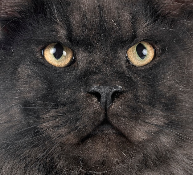 Primer plano de la cara del gato maine coon