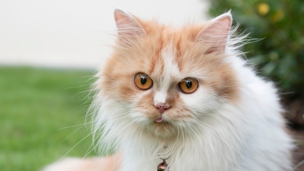 Primer plano, la cara de un gato persa está mirando en el césped.