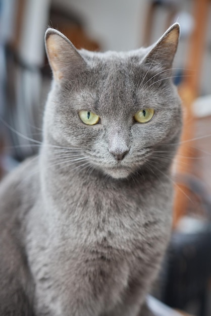 Primer plano de la cara de un gato Retrato de una gatita El gato parece curioso y alerta Imagen detallada de la cara de un gato