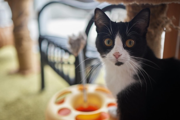 Primer plano de la cara de un gato Retrato de una gatita El gato parece curioso y alerta Imagen detallada de la cara de un gato