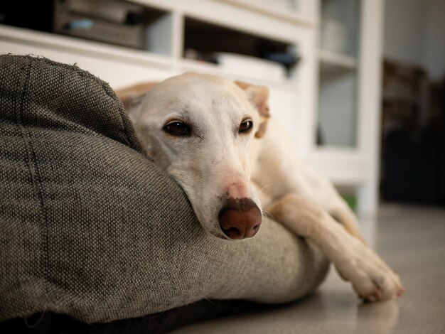 El primer plano de la cara de un gracioso perro galgo blanco acostado en una cama gris en la casa