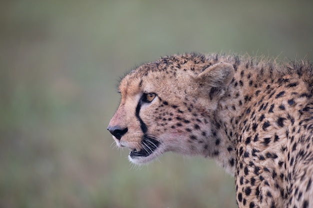Foto primer plano de cara de guepardo