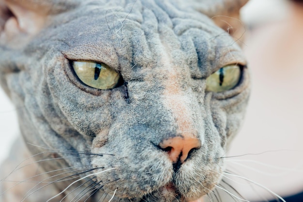 Primer plano de la cara de un hermoso gato Esfinge mirando hacia otro lado, foto macro