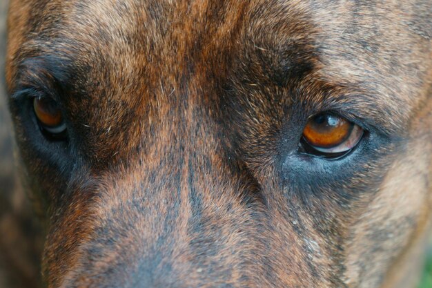 Foto primer plano de la cara de los perros