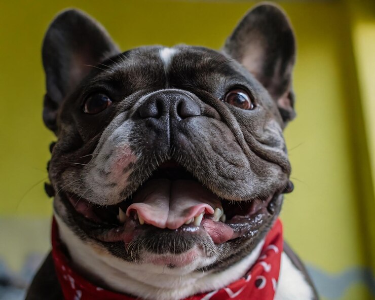 un primer plano de una cara sonriente de un bulldog francés