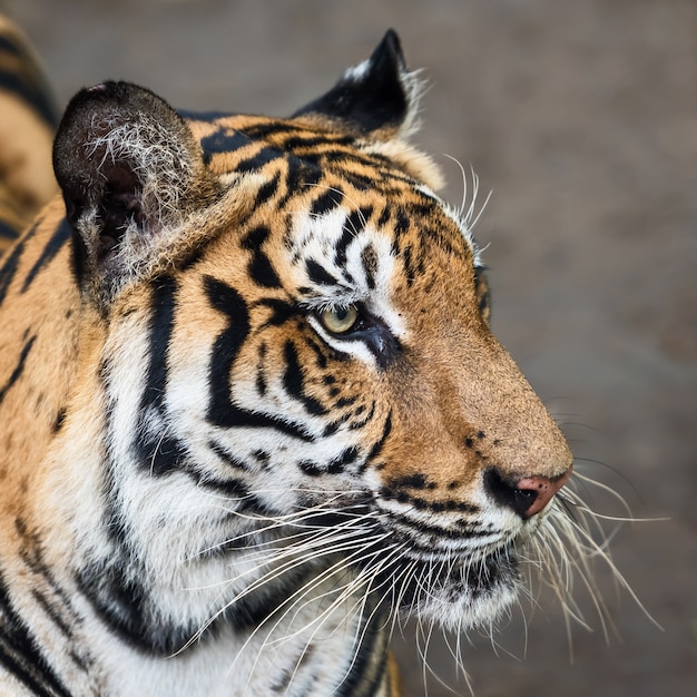 Primer plano de la cara de un tigre. (Panthera tigris corbetti) en el hábitat natural, animal salvaje peligroso en el hábitat natural, en Tailandia.