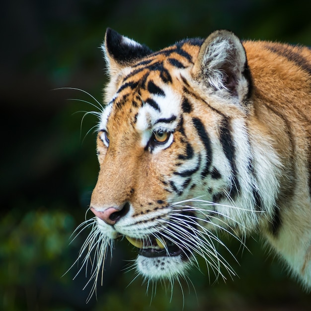 Foto primer plano de la cara de un tigre.