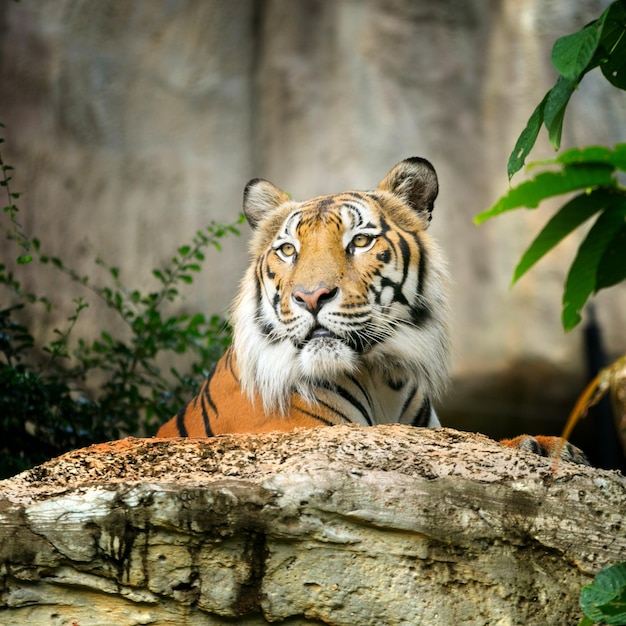 Primer plano de una cara de tigres