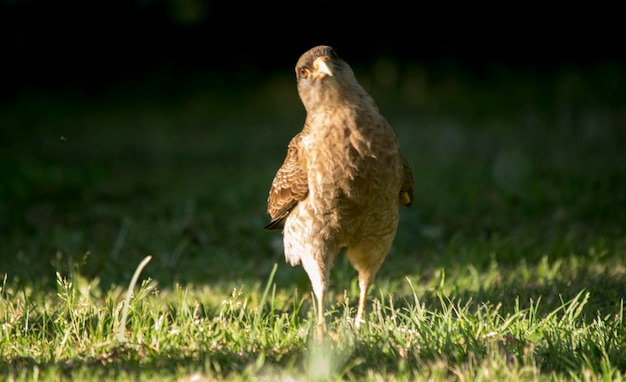 Foto primer plano de una caracara en el jardín