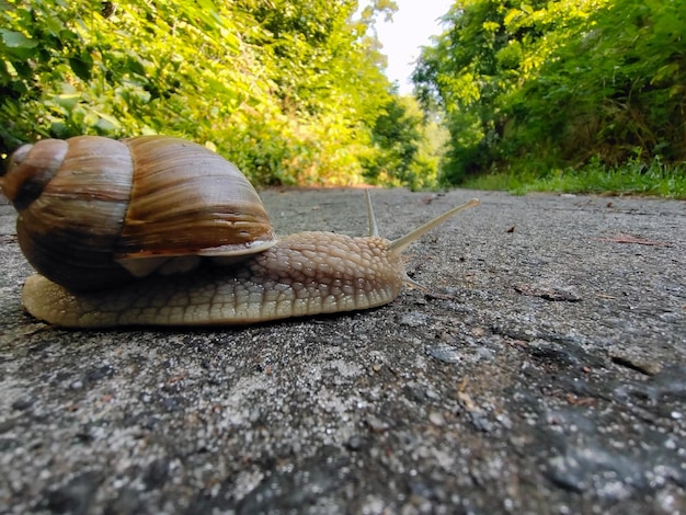 Foto primer plano de un caracol achatina arrastrándose sobre el asfalto el fondo está borroso