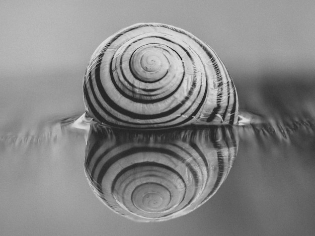 Foto primer plano de un caracol en el agua