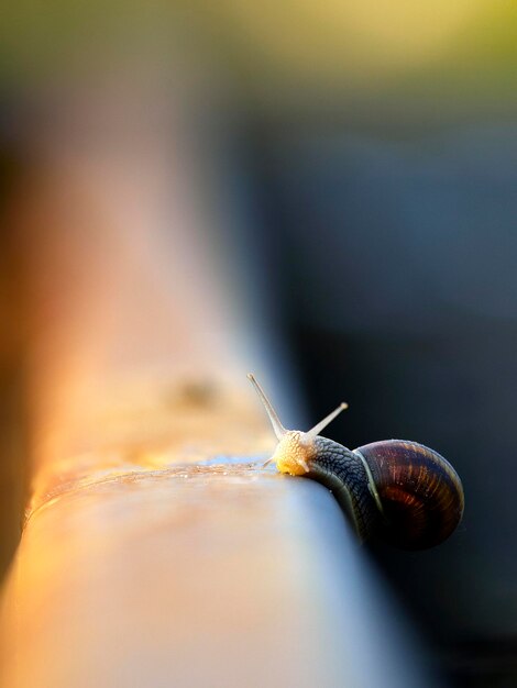 Foto primer plano de un caracol en la barandilla durante la puesta de sol