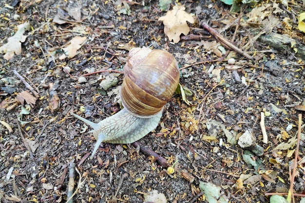 Primer plano de un caracol de Borgoña