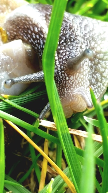 Foto primer plano de un caracol en un campo de hierba