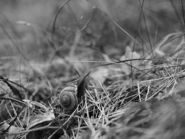 Foto primer plano de un caracol en el césped