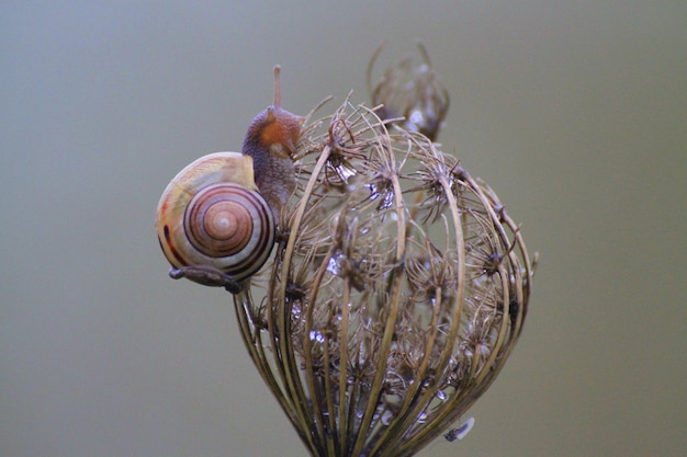 Foto primer plano de un caracol contra un fondo blanco