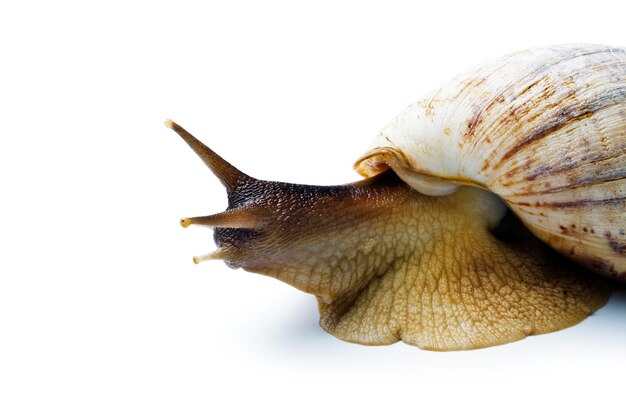 Foto primer plano de un caracol contra un fondo blanco