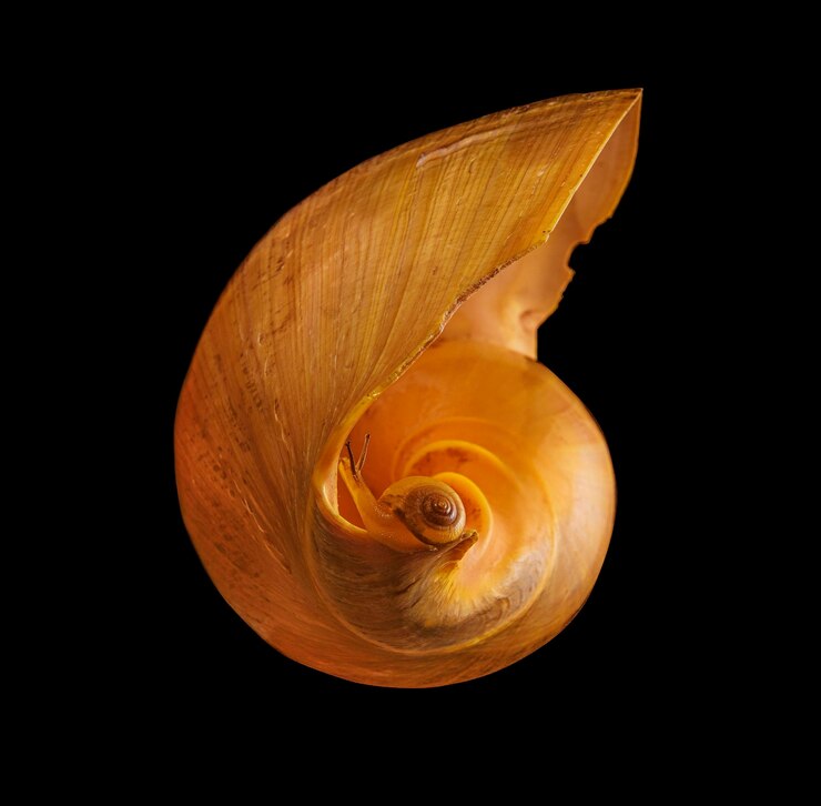 Foto primer plano de un caracol contra un fondo negro