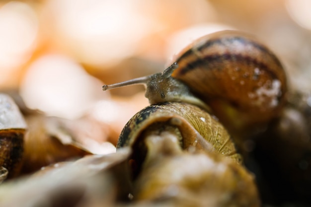 Primer plano de caracol crudo antes de la preparación