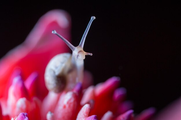 Foto primer plano de un caracol en una flor rosada contra un fondo negro