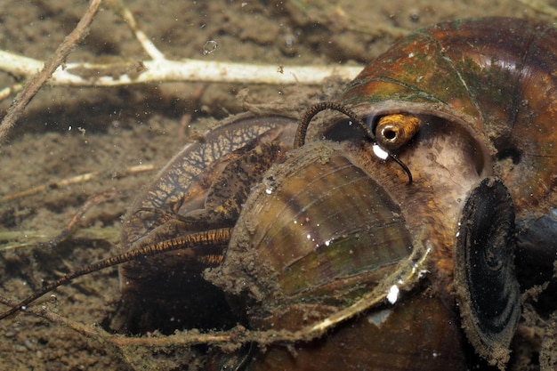 Foto primer plano del caracol gondang