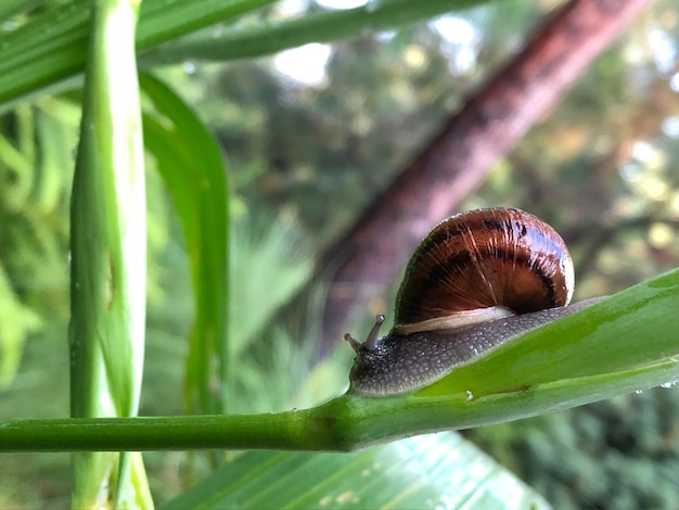 Foto primer plano de un caracol en una hoja