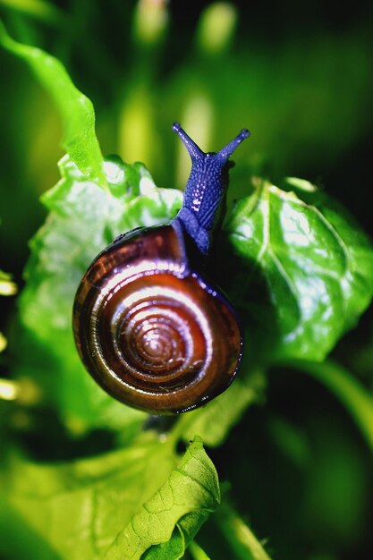 Foto primer plano de un caracol en una hoja