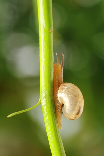 Primer plano de un caracol en una hoja