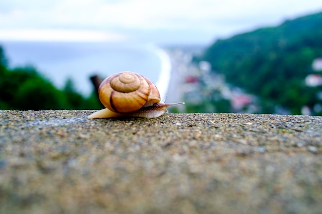 Foto primer plano de un caracol en una hoja