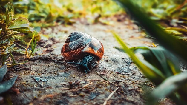 Foto primer plano de un caracol en una hoja