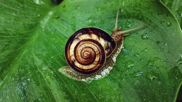 Primer plano de un caracol en una hoja