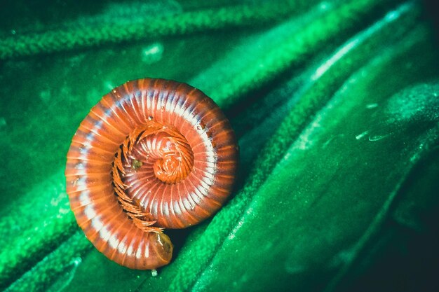 Foto primer plano de un caracol en una hoja