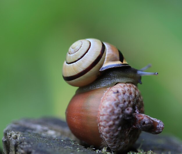 Primer plano de un caracol en una hoja