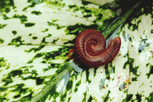 Primer plano de un caracol en un hongo