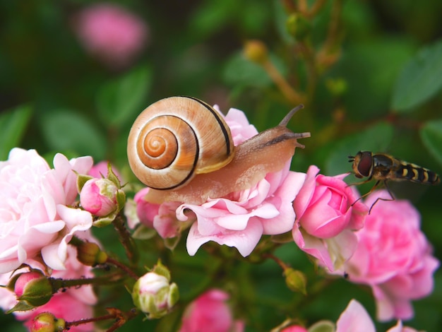 Foto primer plano de caracol y insecto en las flores en el campo