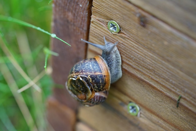 Foto primer plano de un caracol en la madera