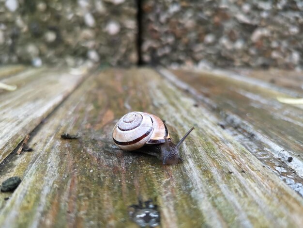 Foto primer plano de un caracol en la madera